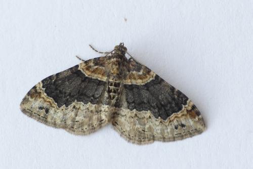 Réf. 180 893 : Xanthorhoe ferrugata
